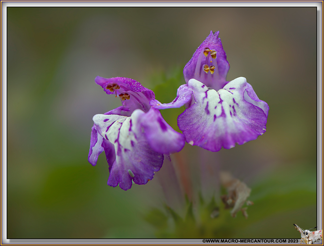 Galeopsis 